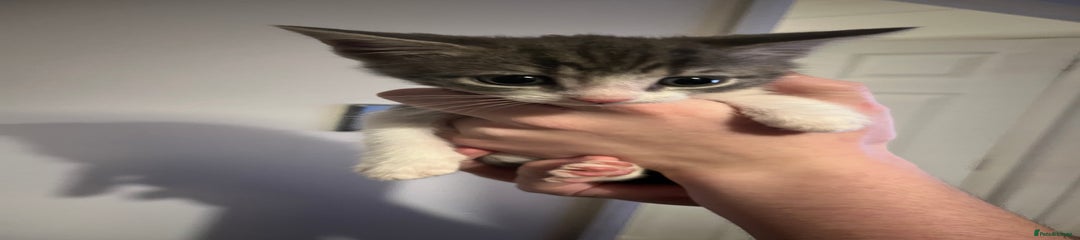 Mixed Breed Kitten 12