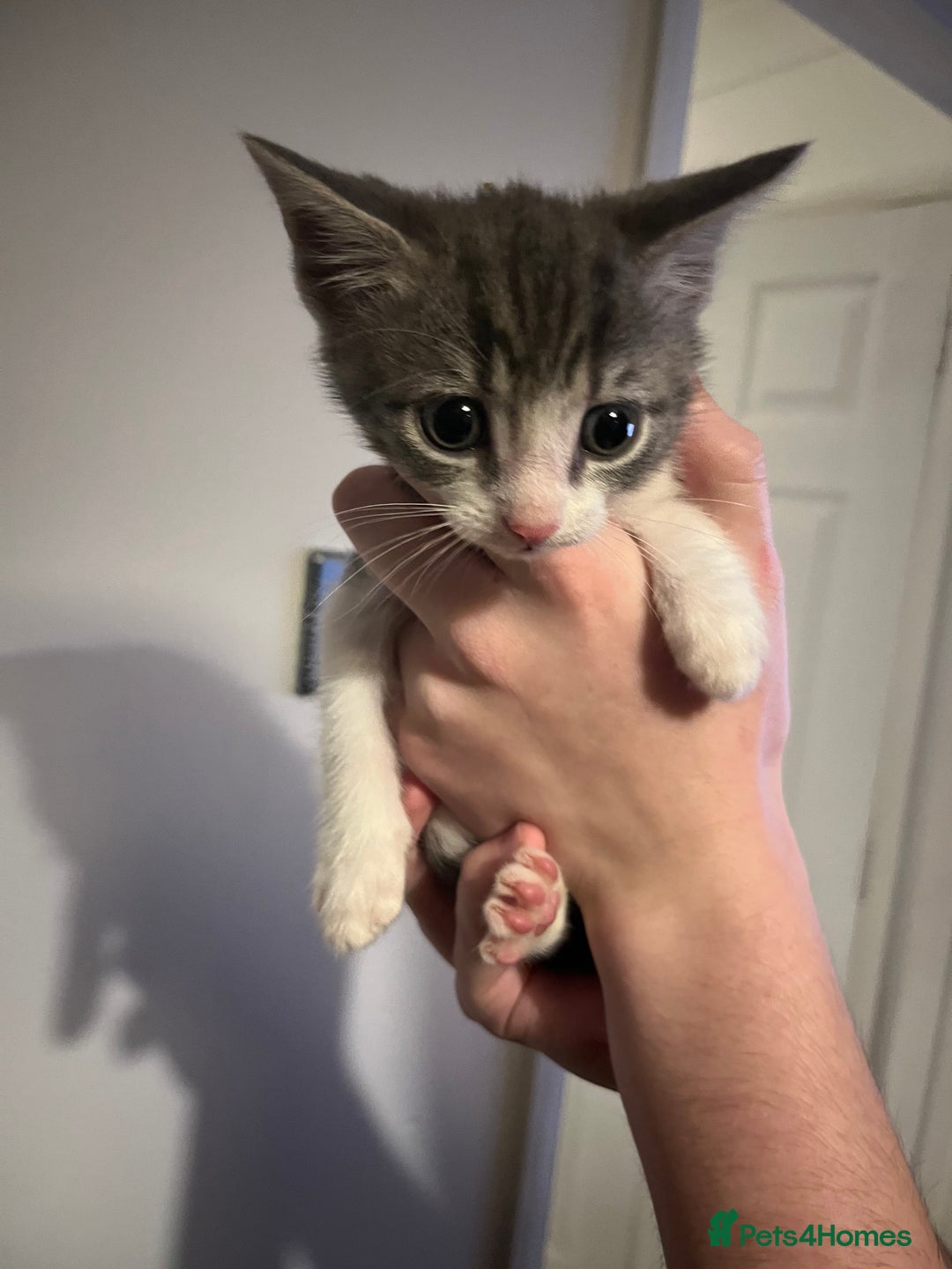 Mixed Breed cats for sale: Kittens ready to go! - Advert 15