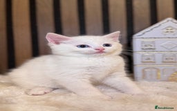 British Shorthair cats for sale: 🎃The Jack Frost Litter–Frost & Pumpkin Whiskers❄️ - Image 20