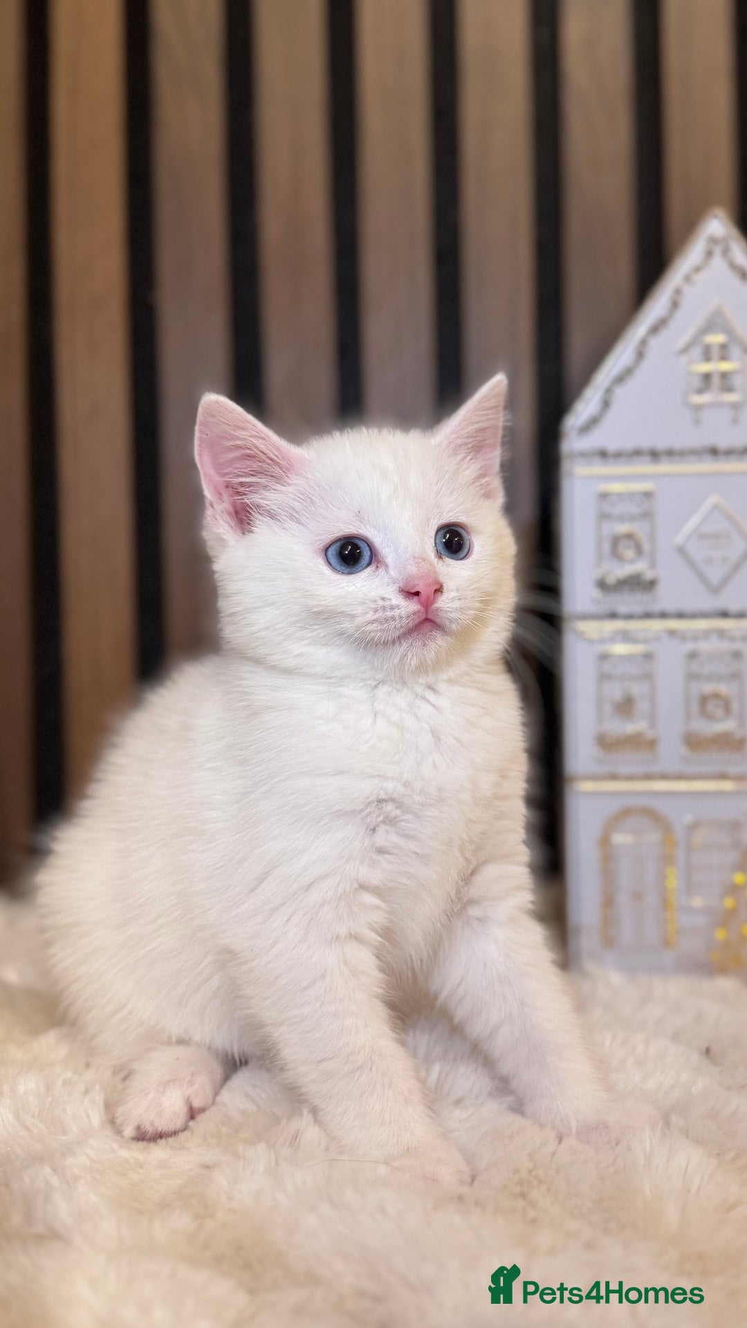British Shorthair cats for sale: 🎃The Jack Frost Litter–Frost & Pumpkin Whiskers❄️ - Image 20