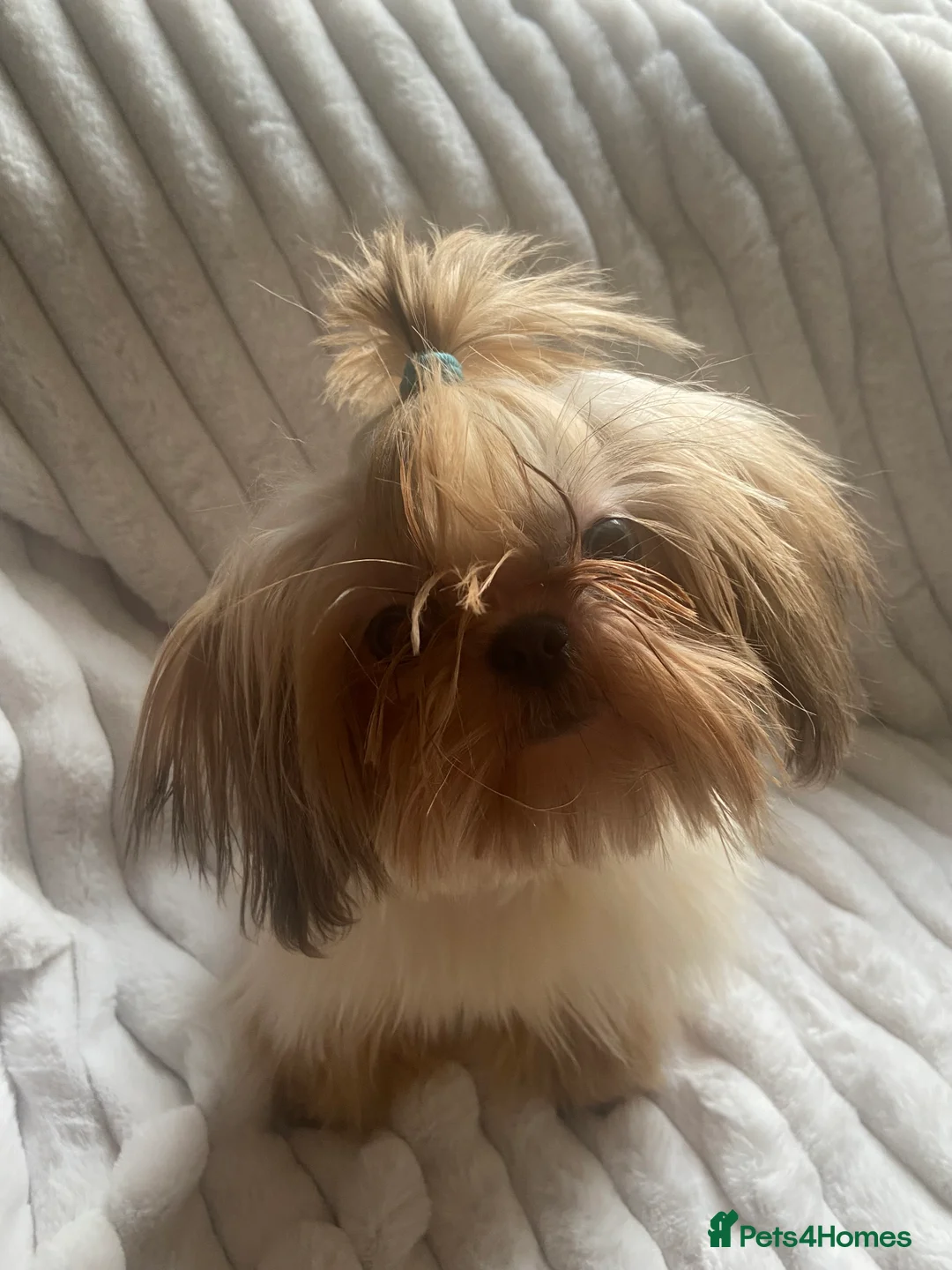 Shih Tzu dogs for sale: Imperial shihtzu boy - Advert 1