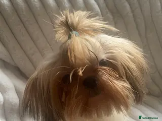 Shih Tzu dogs Imperial shihtzu boy - Advert 3