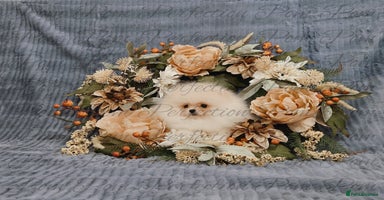 Pomeranian dogs - Advert 14