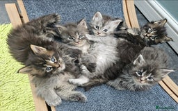 Maine Coon cats for sale: HIGH SILVER EHITE  GIRL ✨TICA REG BREEDER - Image 21