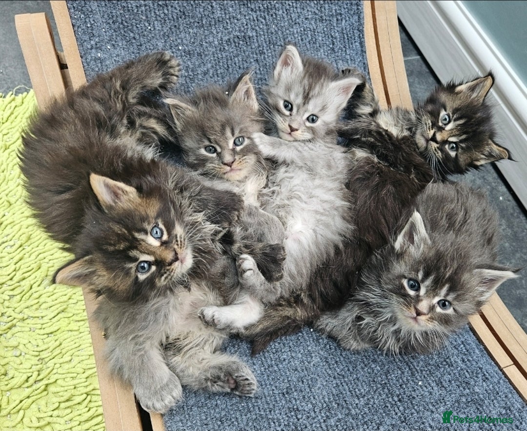 Maine Coon cats for sale: HIGH SILVER EHITE  GIRL ✨TICA REG BREEDER - Image 21