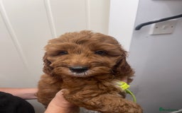 Cavapoo dogs for sale: 🐶 F1B CAVAPOOS 5* HEALTH CHECK 🐶 - Image 14