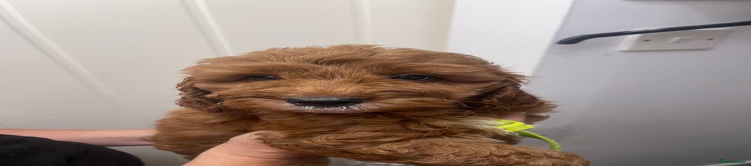 Cavapoo Puppy 5