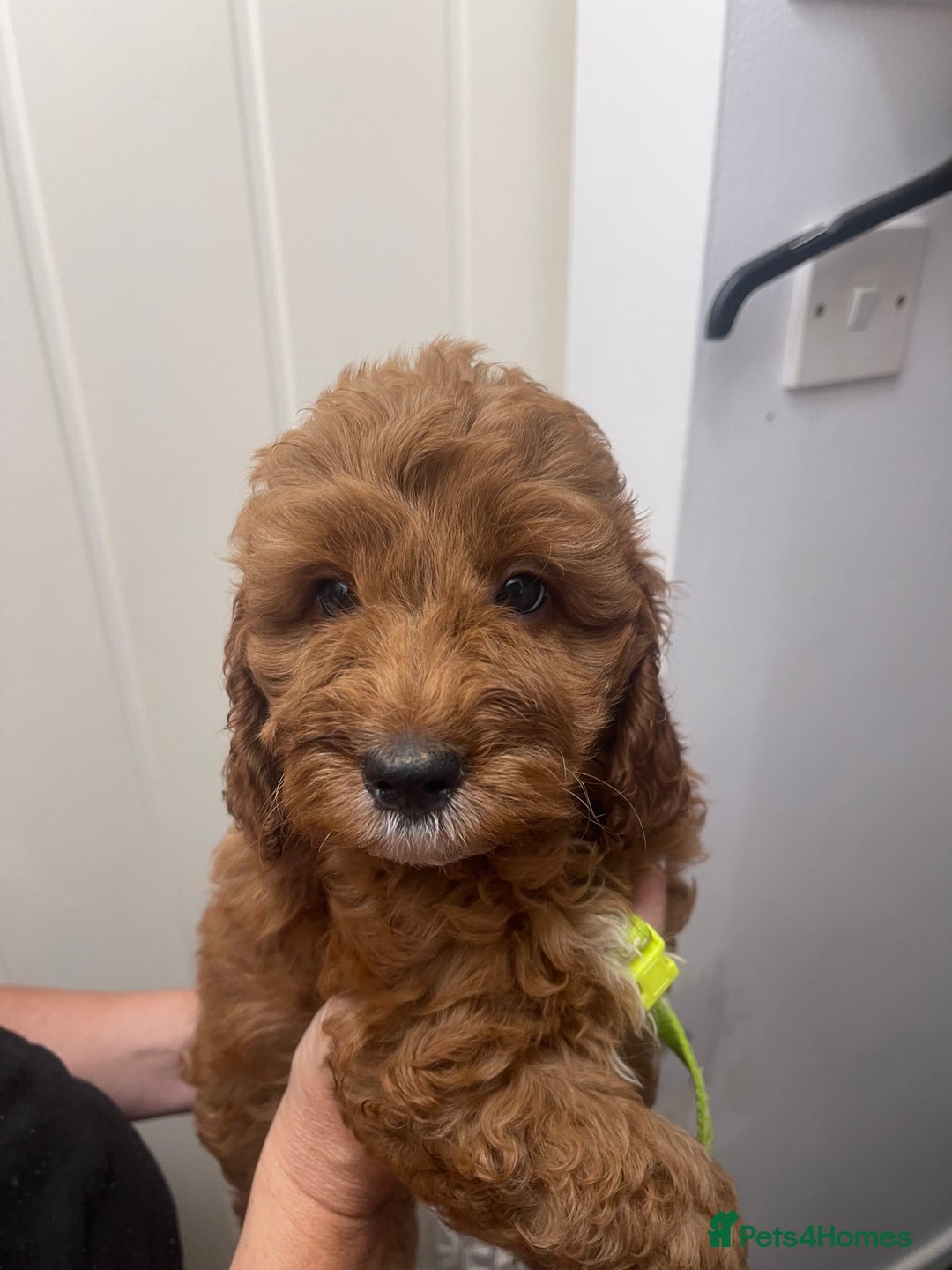 Cavapoo dogs for sale: 🐶 F1B CAVAPOOS 5* HEALTH CHECK 🐶 - Image 14