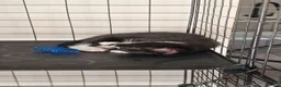 British Shorthair cats for sale: One Black Tuxedo Male  - Advert 5