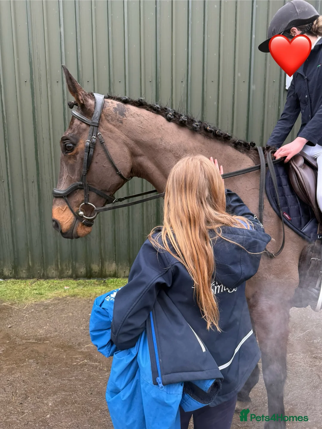 Irish Thoroughbred horses for sale: 10 yr old school mistress  - Advert 2