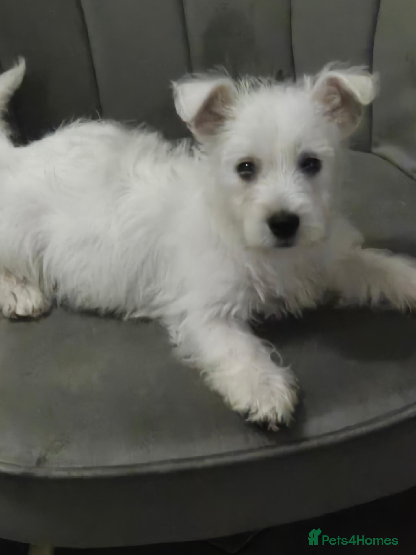 West Highland Terrier dogs 1 boy  1x girl Westie puppies  - Advert 16