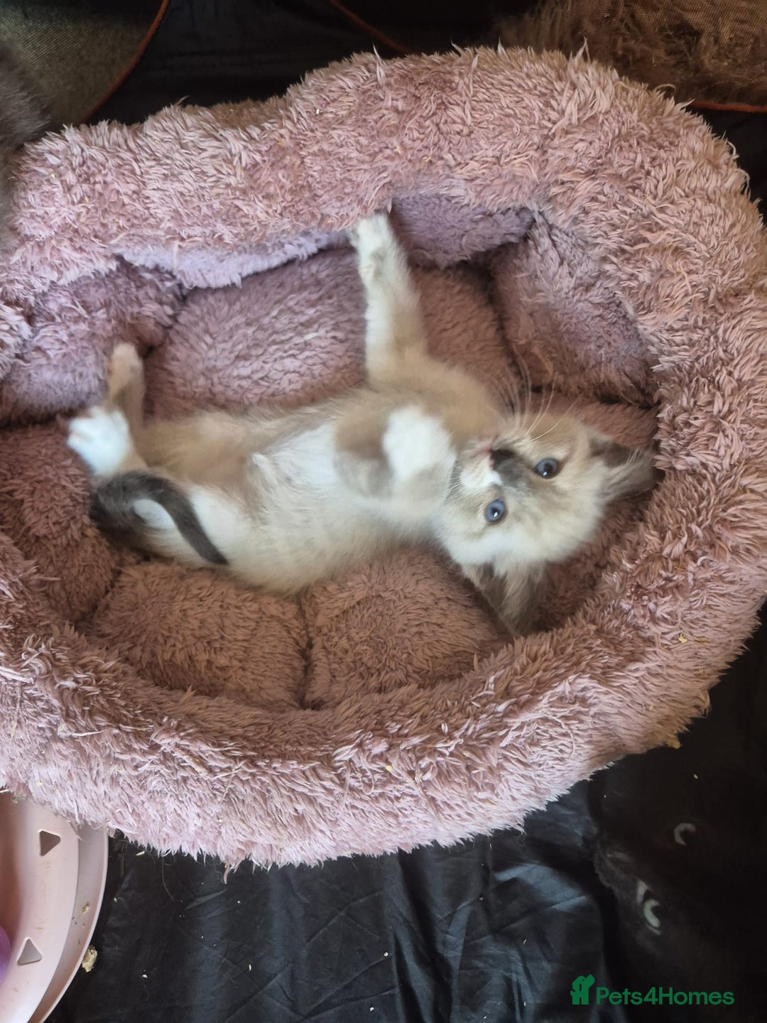 Norwegian Forest Cat cats for sale: Norwegian forest mixed tabby - Image 18