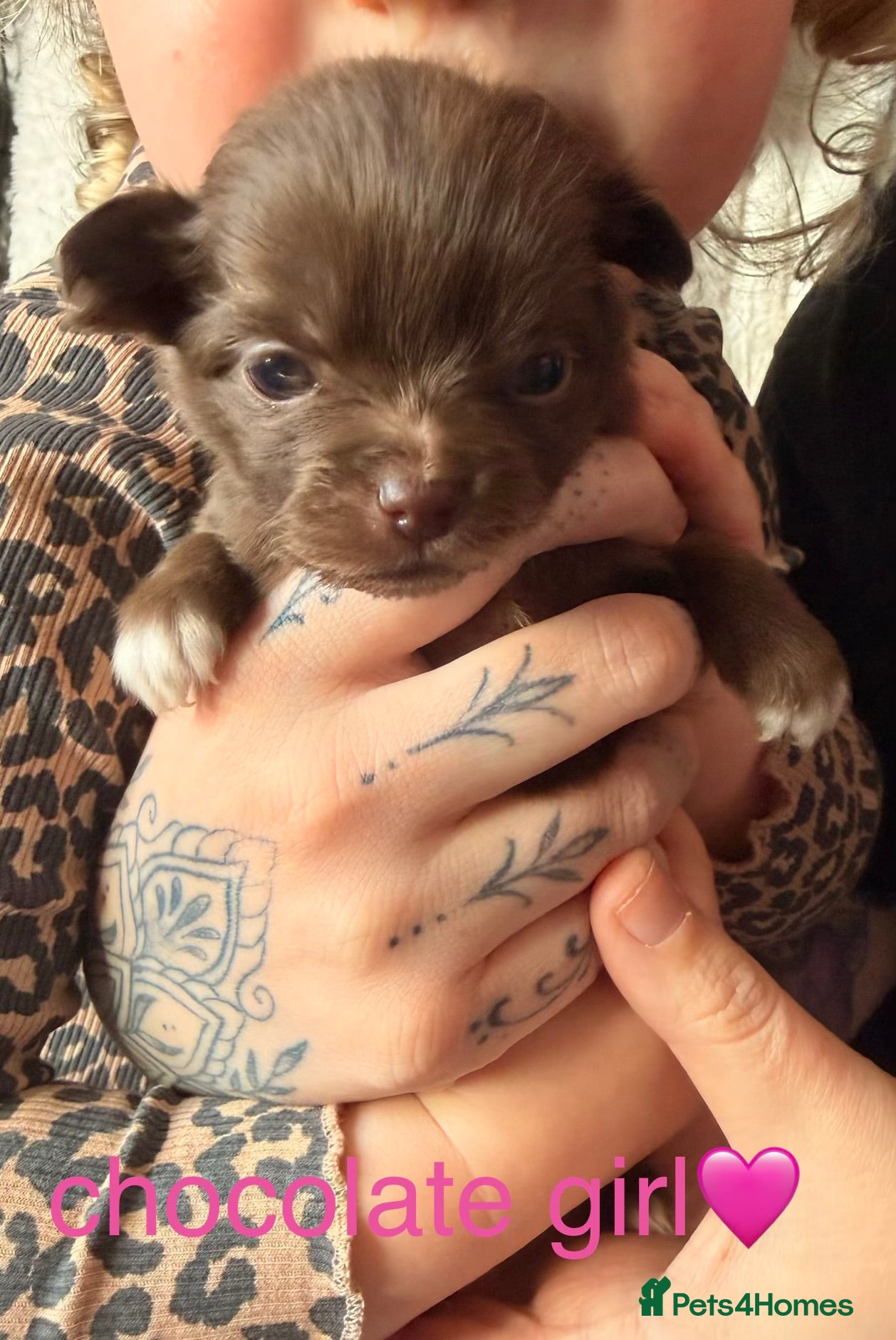 Pomeranian dogs 5 Pom Girls🩷 - Advert 2