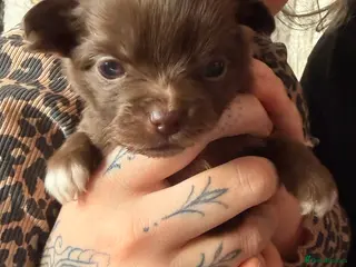 Pomeranian dogs 5 Pom Girls🩷 - Advert 9