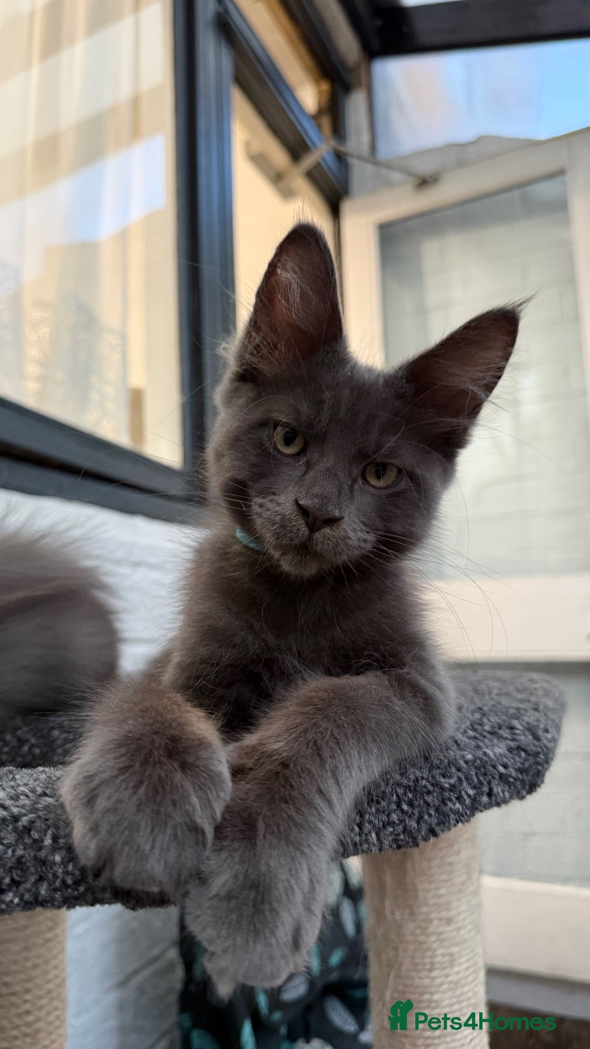 Maine Coon cats TICA/ GCCF Maine Coon kittens - Advert 12