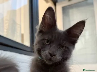 Maine Coon cats TICA/ GCCF Maine Coon kittens - Advert 6