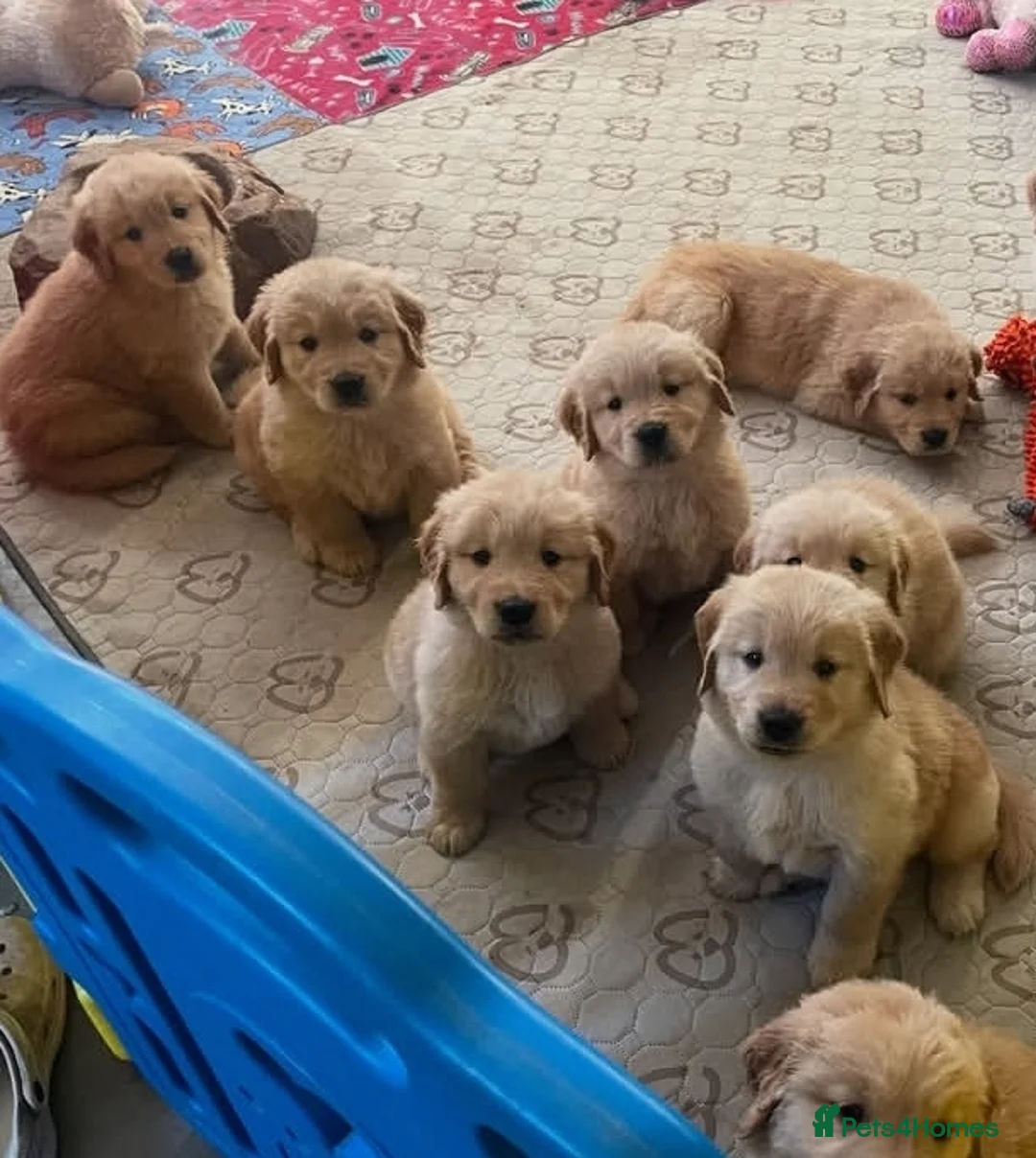 Golden Retriever dogs for sale: Golden retriever puppies - Advert 1