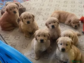 Golden Retriever dogs Golden retriever puppies - Advert 3