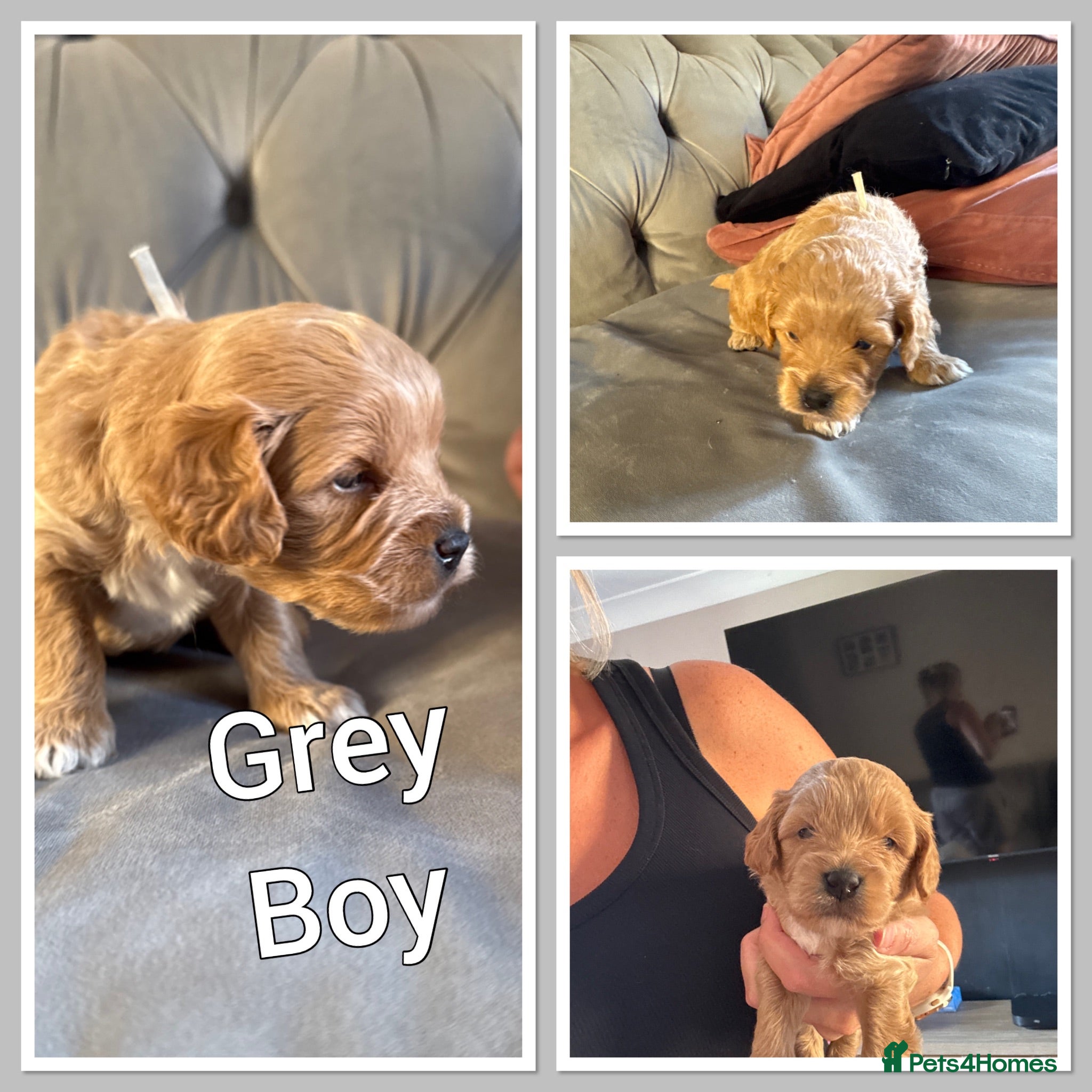 Cavapoo dogs Fully health checked, family raised Cavapoos - Advert 2