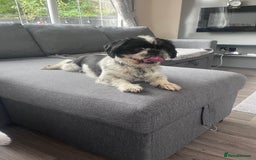 Shih Tzu dogs for sale: 2 female pedigree shih tzu (rehome) - Image 11