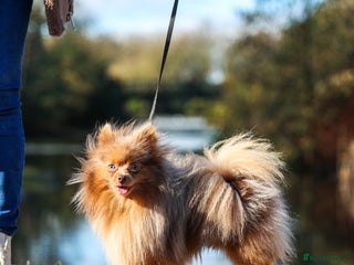 Pomeranian dogs Sheehan lord for stud in Liverpool - Advert 1