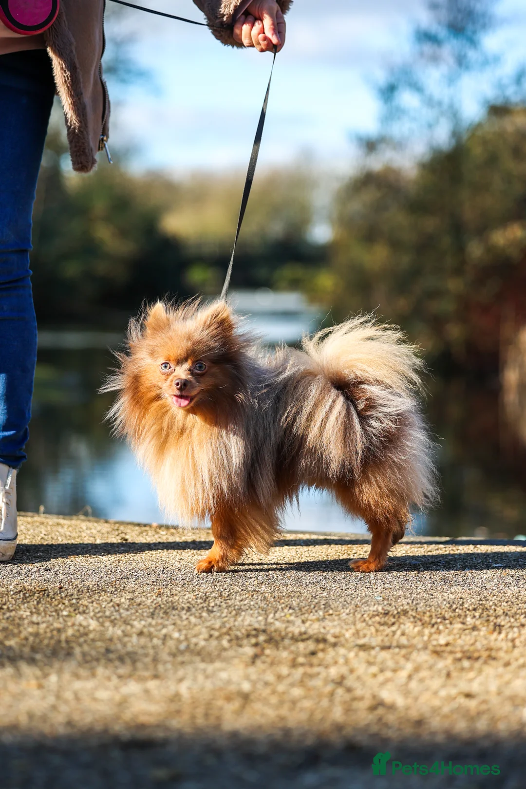 Pomeranian dogs for stud: Sheehan lord for stud in Liverpool - Advert 1