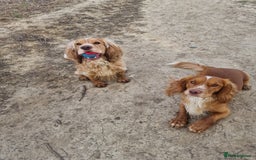 Cocker Spaniel dogs for stud: PROVEN STUD DOG HEALTH TESTED in Ingatestone - Image 5