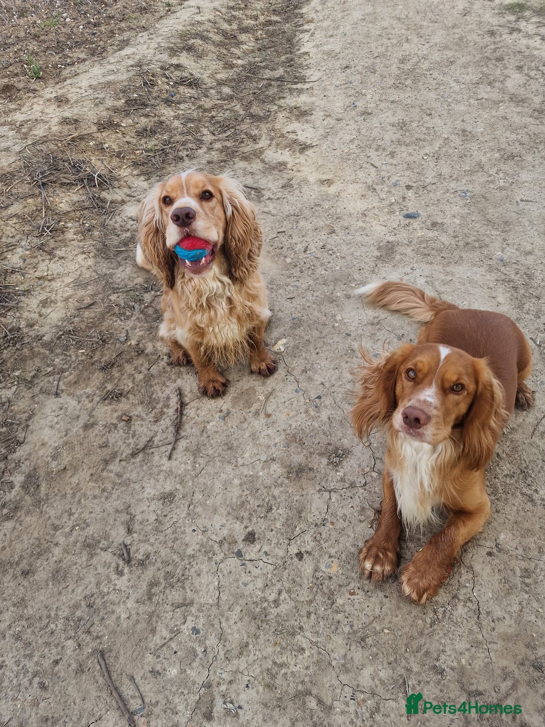 Cocker Spaniel dogs for stud: PROVEN STUD DOG HEALTH TESTED in Ingatestone - Image 5