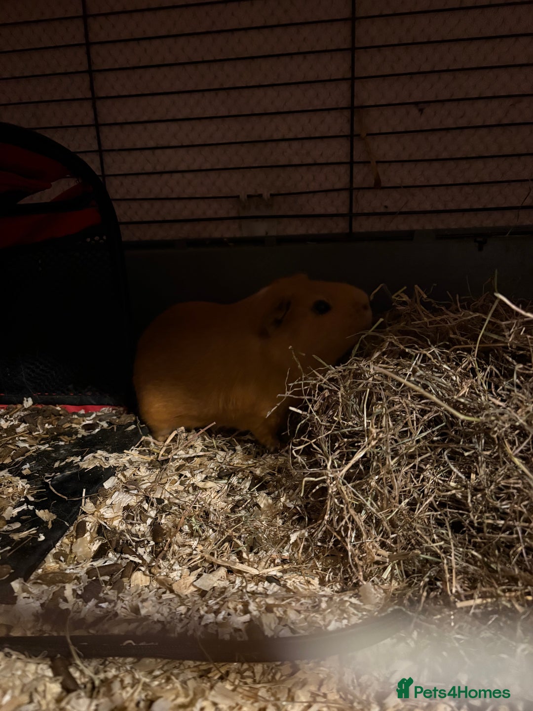 Guinea Pig rodents for sale: 2 male guinea pigs for rehome - Advert 5