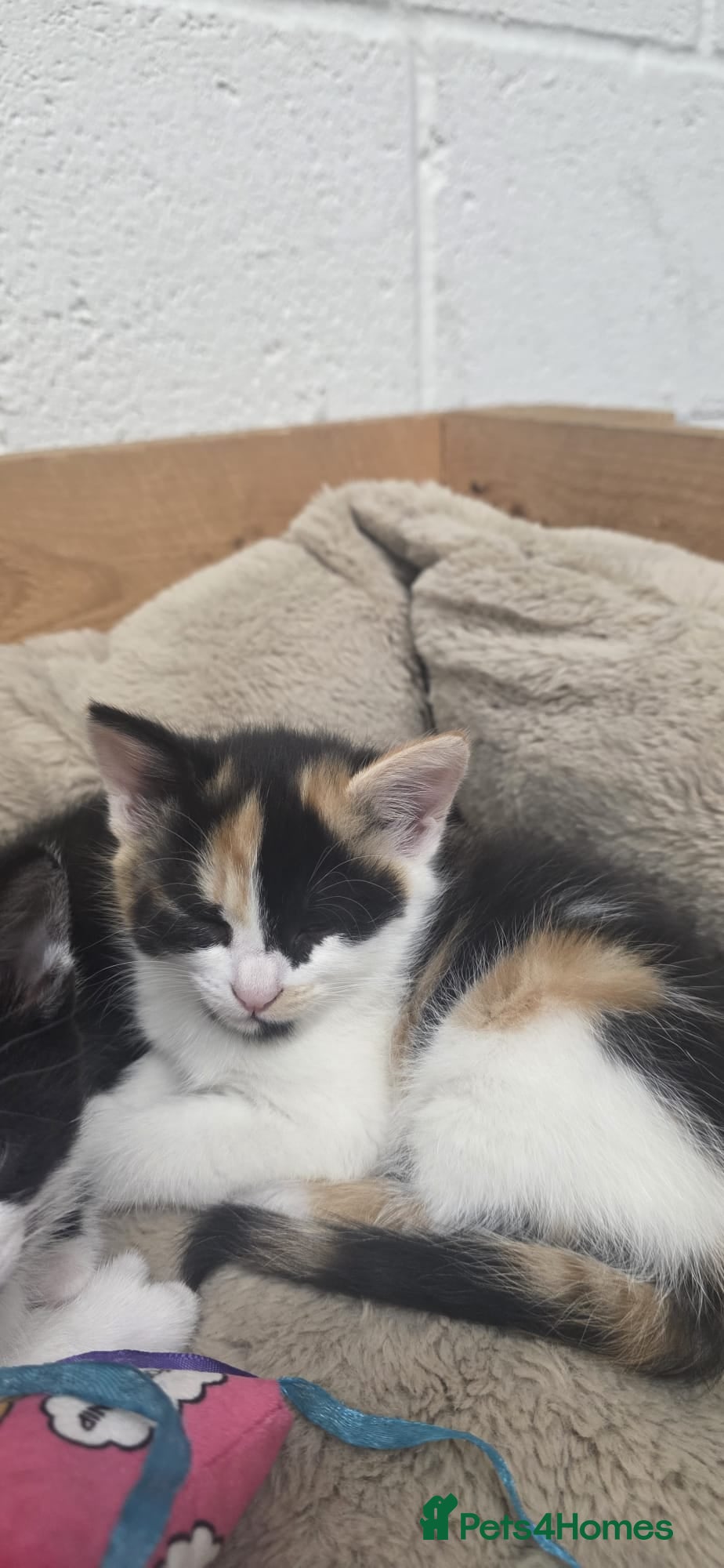 Domestic Shorthair cats for sale: 5 stunning black, ginger and white kittens - Advert 7