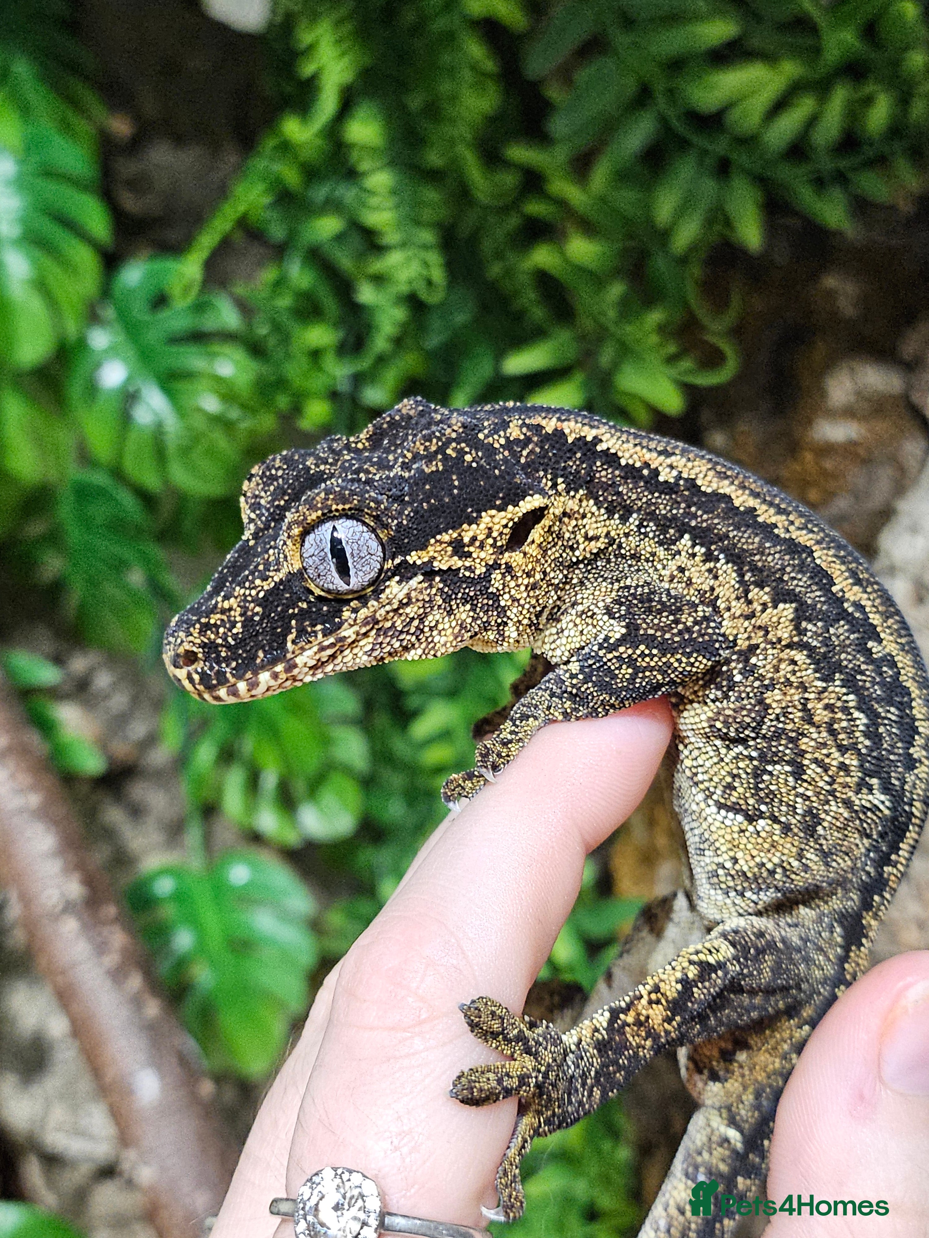 Gecko reptiles Gargoyle gecko - Advert 17