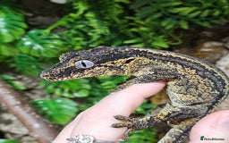 Gecko reptiles for sale: Gargoyle gecko - Advert 1