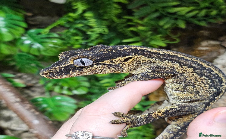 Gecko reptiles Gargoyle gecko - Advert 2