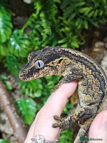 Gecko reptiles Gargoyle gecko - Advert 2