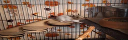 Degus rodents for sale: Bonded Trio Young Degu brothers  - Advert 5