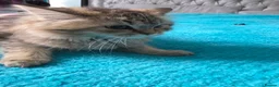 Persian cats for sale: Beautiful dollface persian chinchilla kittens  - Advert 5