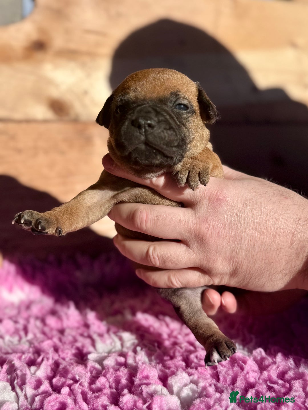Staffordshire Bull Terrier dogs for sale: 7 Red Staffordshire Bull Terrier pups  - Advert 1