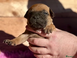 Staffordshire Bull Terrier dogs 7 Red Staffordshire Bull Terrier pups - Advert 2
