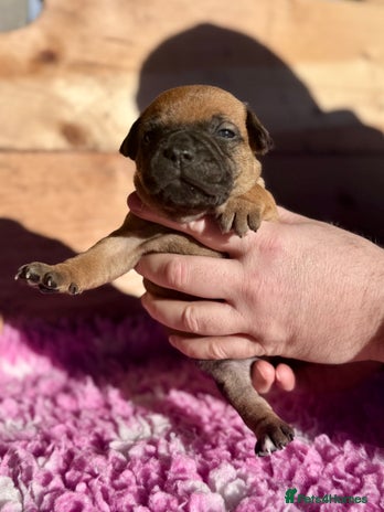 Staffordshire Bull Terrier dogs 7 Red Staffordshire Bull Terrier pups - Advert 1
