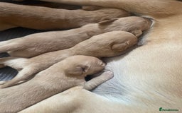 Cockerdor dogs for sale: Labrador X Cocker Pups  - Image 6