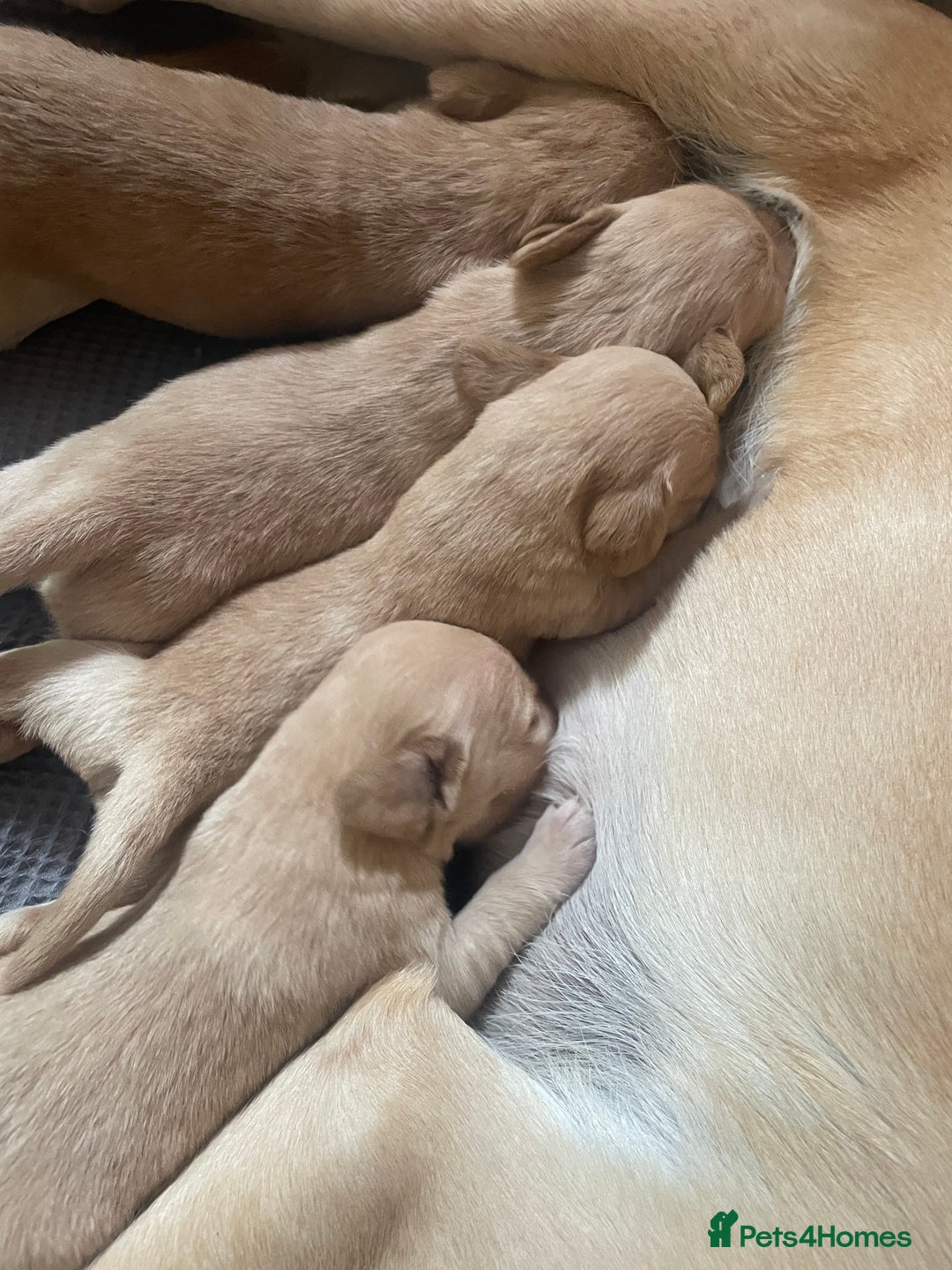 Cockerdor dogs for sale: Labrador X Cocker Pups  - Image 6