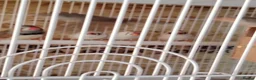 Finches birds for sale: Zebra finch  - Advert 2