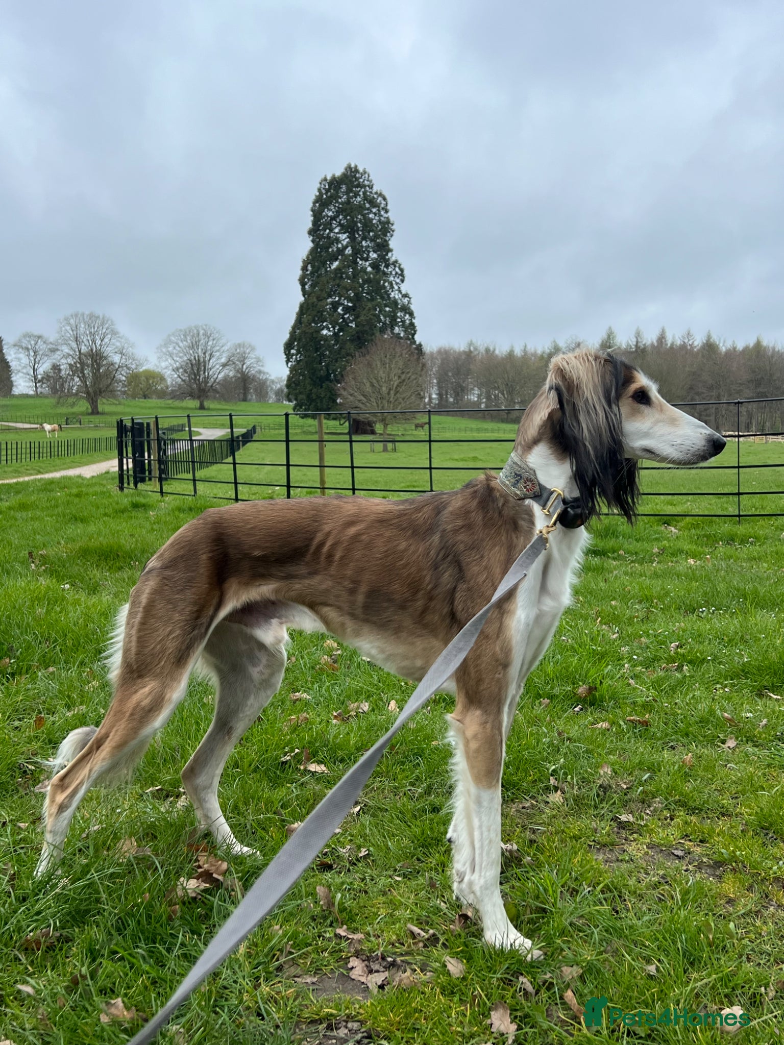 Saluki dogs KC reg Saluki for Stud - Advert 1