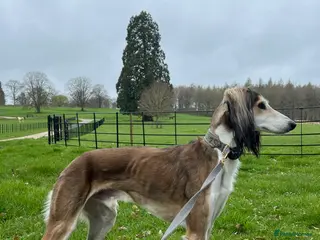 Saluki dogs KC reg Saluki for Stud - Advert 1