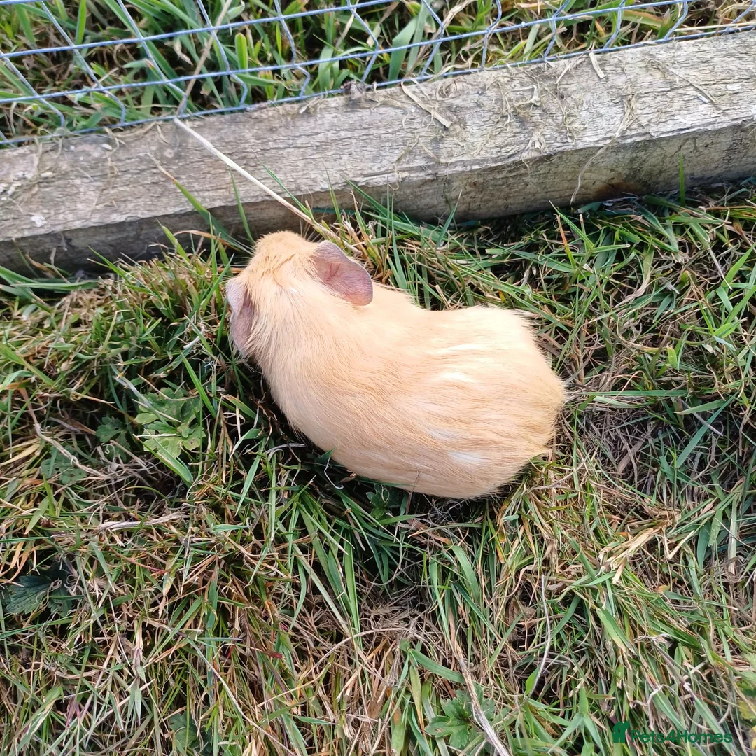 Guinea Pig rodents for sale: Baby boys available  - Advert 1