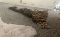 Mixed Breed cats for sale: Beautiful boy seeking forever home  - Image 5