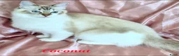 Ragdoll cats for sale: Tica registered exceptional  Ragdolls  - Advert 18