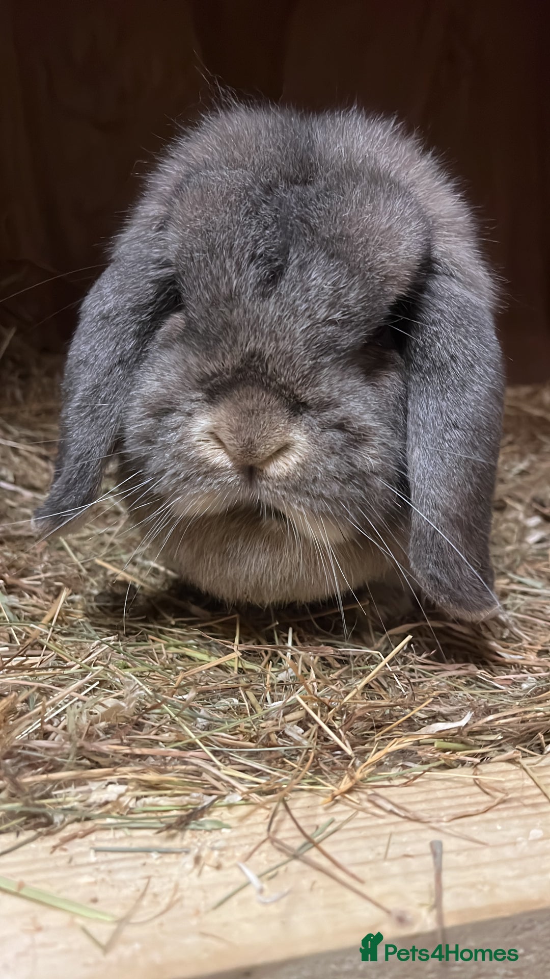 Dwarf Lop rabbits for sale: Trio of drawf lop rabbits - Advert 3
