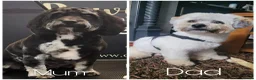 Mixed Breed dogs for sale: Lacasapoo Puppies – 3 Girls & 1 Boy Available - Advert 10