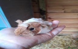 Guinea Pig rodents for sale: Guinea Pigs for New Homes  - Image 1